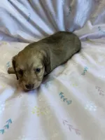 Summer, a female Miniature Dachshund for sale in Rogers City, MI – Photo 3 of 4