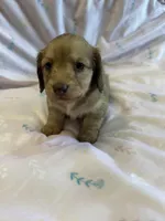 Summer, a female Miniature Dachshund for sale in Rogers City, MI – Photo 4 of 4