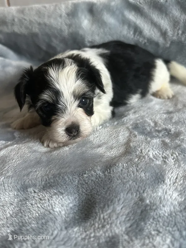 Hayes – Yorkshire Terrier, Poodle - Toy  puppy for sale in Rogers City, MI