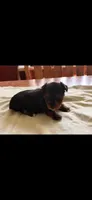Gavin, a male Yorkshire Terrier for sale in Rogers City, MI – 3 of 5