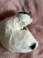 Hattie, a female Yorkshire Terrier and Poodle - Toy  for sale in Rogers City, MI – 2 of 2