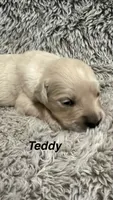 Teddy, a male Golden Retriever for sale in Rogers City, MI – 1 of 1