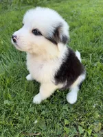 Willow , a female German Shepherd Dog and Bernese Mountain Dog for sale in Rogers City, MI – 4 of 9