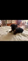 Gavin, a male Yorkshire Terrier for sale in Rogers City, MI – 4 of 5