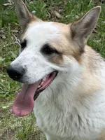 Louie , a male German Shepherd Dog and Bernese Mountain Dog for sale in Rogers City, MI – 2 of 3