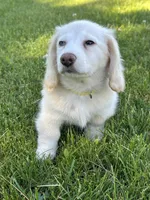 Daisy reduced, a female Miniature Dachshund for sale in Rogers City, MI – 2 of 5