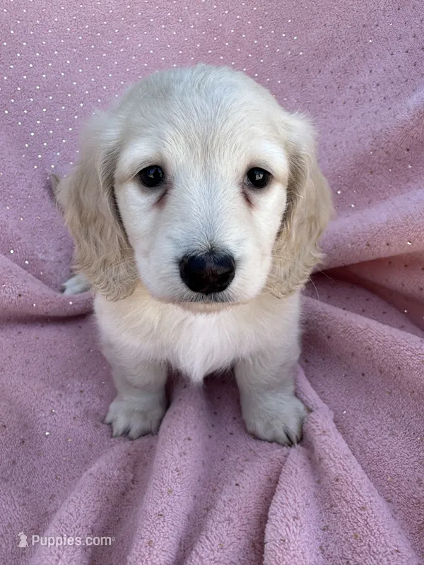 Coconut  – Miniature Dachshund puppy for sale in Rogers City, MI