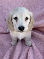 Coconut , a female Miniature Dachshund for sale in Rogers City, MI – 1 of 1