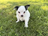 Hattie, a female Yorkshire Terrier and Poodle - Toy  for sale in Rogers City, MI – 2 of 2