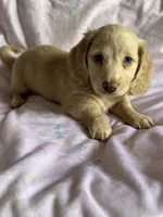 Lemon, a female Miniature Dachshund for sale in Rogers City, MI – 2 of 2