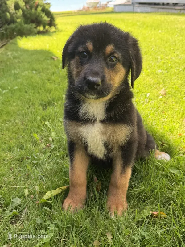 Miles  – German Shepherd Dog, Bernese Mountain Dog puppy for sale in Rogers City, MI