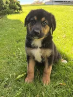 Miles , a male German Shepherd Dog and Bernese Mountain Dog for sale in Rogers City, MI – 1 of 3