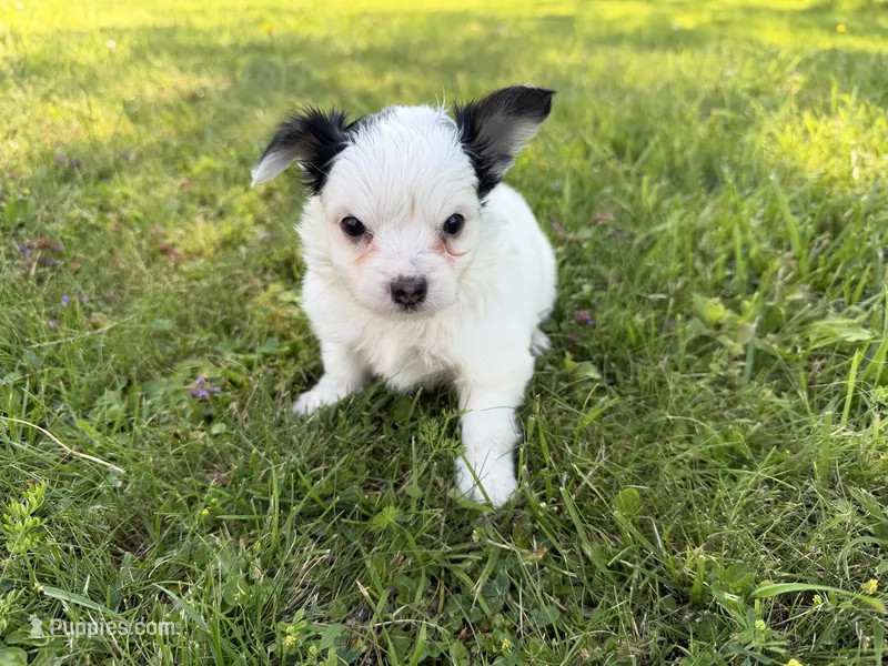 Hazel – Yorkshire Terrier, Poodle - Toy  puppy for sale in Rogers City, MI