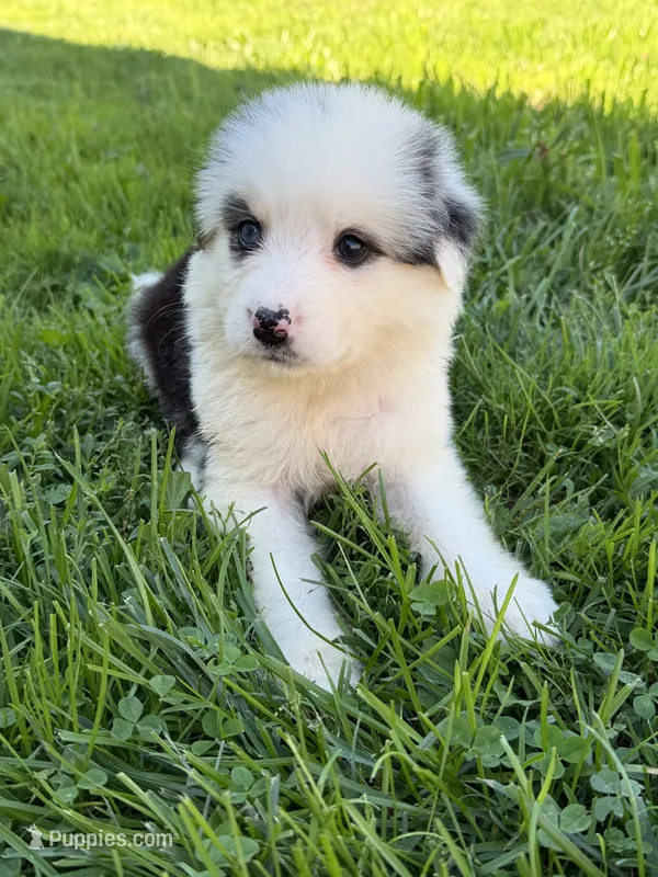 Willow  – German Shepherd Dog, Bernese Mountain Dog puppy for sale in Rogers City, MI