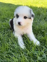 Willow , a female German Shepherd Dog and Bernese Mountain Dog for sale in Rogers City, MI – 1 of 9