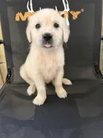 Spike, a male Golden Retriever for sale in Rogers City, MI – 3 of 3