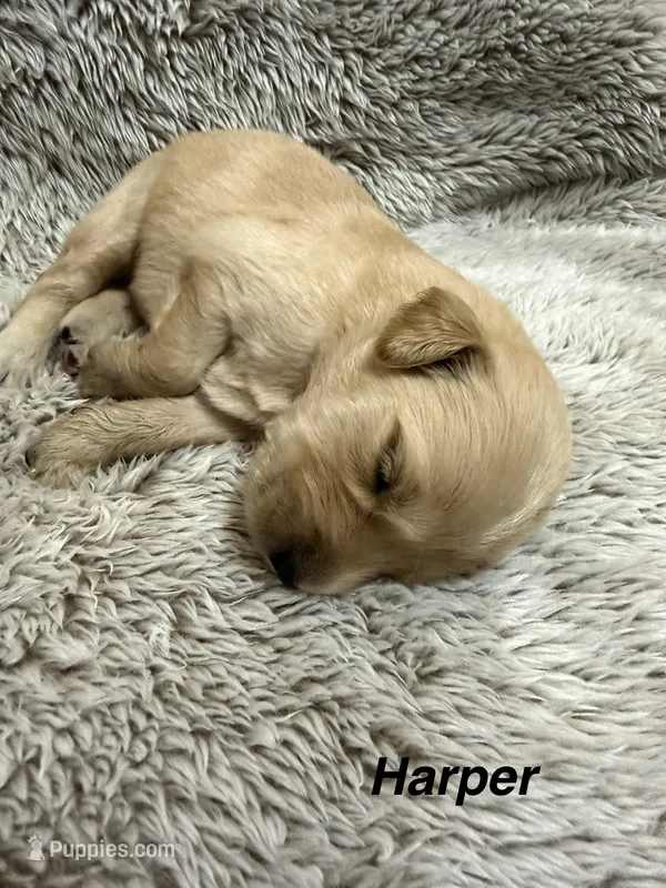 Harper – Golden Retriever puppy for sale in Rogers City, MI