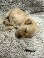 Harper, a female Golden Retriever for sale in Rogers City, MI – 1 of 1