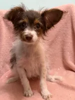 Bella, a female Yorkshire Terrier and Poodle - Toy  for sale in Rogers City, MI – 2 of 2