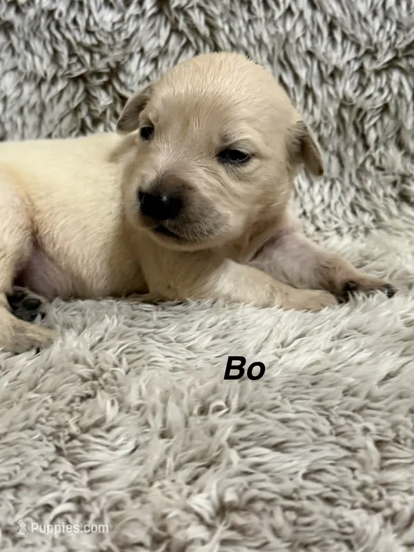 Bo – Golden Retriever puppy for sale in Rogers City, MI