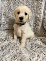 Bo, a male Golden Retriever for sale in Rogers City, MI – 5 of 5