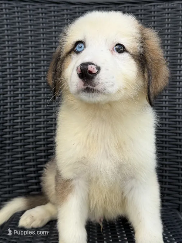 Levi – German Shepherd Dog, Bernese Mountain Dog puppy for sale in Rogers City, MI