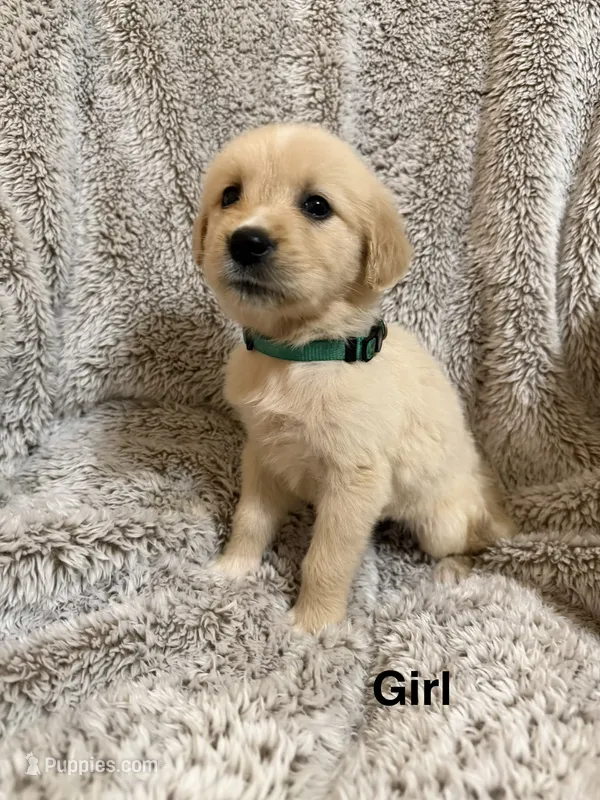 Lainey – Golden Retriever puppy for sale in Rogers City, MI