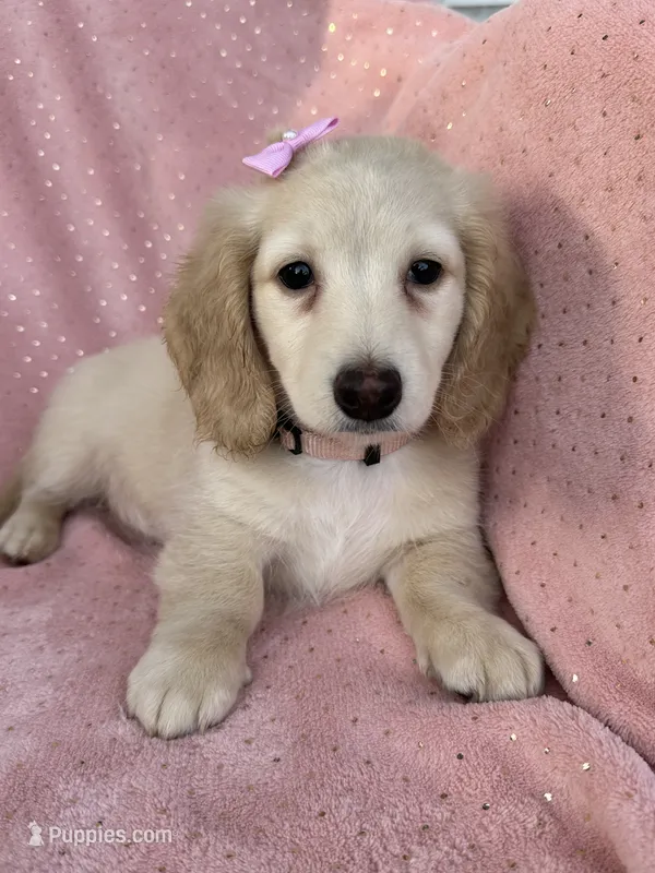 Honey  – Miniature Dachshund puppy for sale in Rogers City, MI