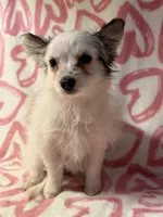 Missy, a female Yorkshire Terrier and Poodle - Toy  for sale in Rogers City, MI – 2 of 2