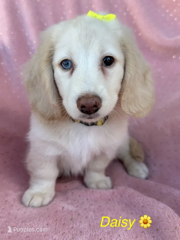 Daisy – Miniature Dachshund puppy for sale in Rogers City, MI