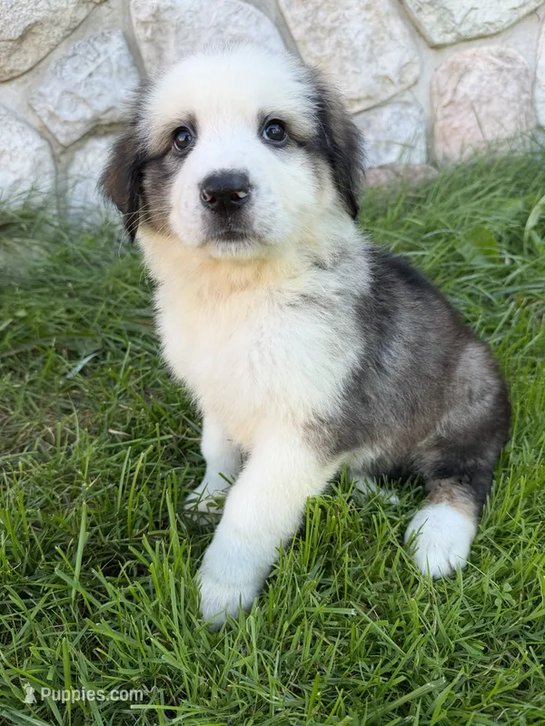 Grizzly  – German Shepherd Dog, Bernese Mountain Dog puppy for sale in Rogers City, MI