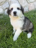Grizzly , a male German Shepherd Dog and Bernese Mountain Dog for sale in Rogers City, MI – 1 of 1