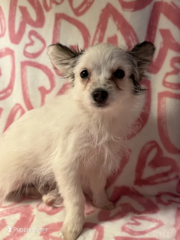 Missy – Yorkshire Terrier, Poodle - Toy  puppy for sale in Rogers City, MI