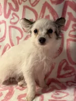 Missy, a female Yorkshire Terrier and Poodle - Toy  for sale in Rogers City, MI – 1 of 2