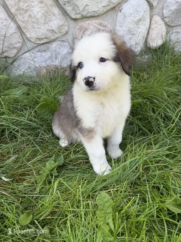 Levi – German Shepherd Dog, Bernese Mountain Dog puppy for sale in Rogers City, MI