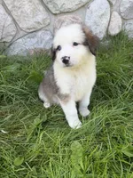 Levi, a male German Shepherd Dog and Bernese Mountain Dog for sale in Rogers City, MI – 1 of 1