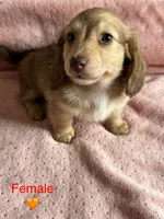 Summer, a female Miniature Dachshund for sale in Rogers City, MI – 1 of 1