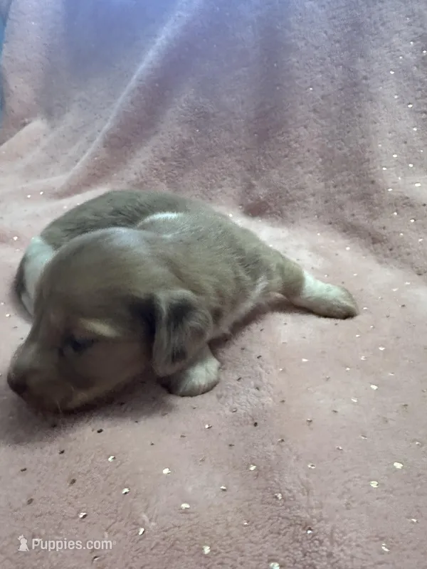Sadie – Miniature Dachshund puppy for sale in Rogers City, MI