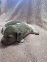 Sadie, a female Miniature Dachshund for sale in Rogers City, MI – Photo 1 of 8