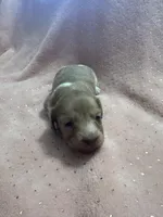 Sadie, a female Miniature Dachshund for sale in Rogers City, MI – Photo 5 of 8