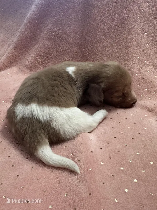Sadie – Miniature Dachshund puppy for sale in Rogers City, MI