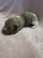 Sadie, a female Miniature Dachshund for sale in Rogers City, MI – Photo 2 of 8