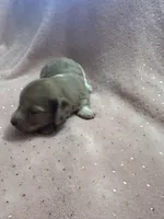 Sadie, a female Miniature Dachshund for sale in Rogers City, MI – Photo 3 of 8