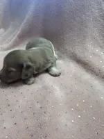 Sadie, a female Miniature Dachshund for sale in Rogers City, MI – Photo 4 of 8