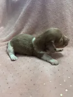 Sadie, a female Miniature Dachshund for sale in Rogers City, MI – Photo 7 of 8