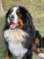 Louie , a male German Shepherd Dog and Bernese Mountain Dog for sale in Rogers City, MI – 3 of 3