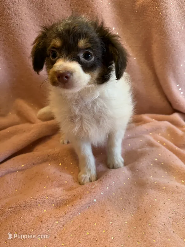 Hannah  – Yorkshire Terrier, Poodle - Toy  puppy for sale in Rogers City, MI