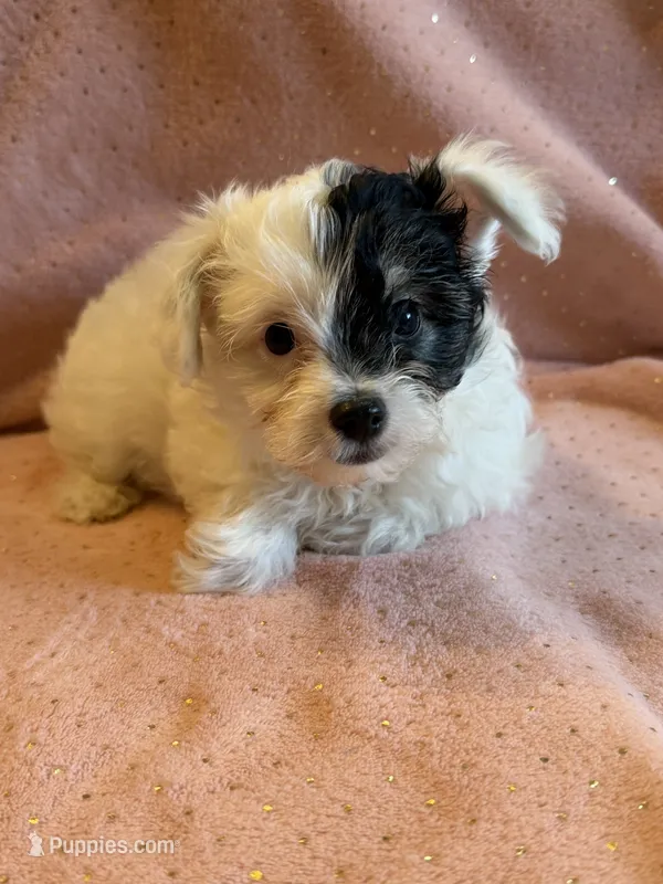 Hollie – Yorkshire Terrier, Poodle - Toy  puppy for sale in Rogers City, MI