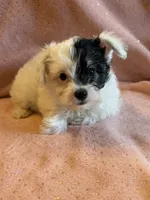 Hollie, a female Yorkshire Terrier and Poodle - Toy  for sale in Rogers City, MI – 1 of 1