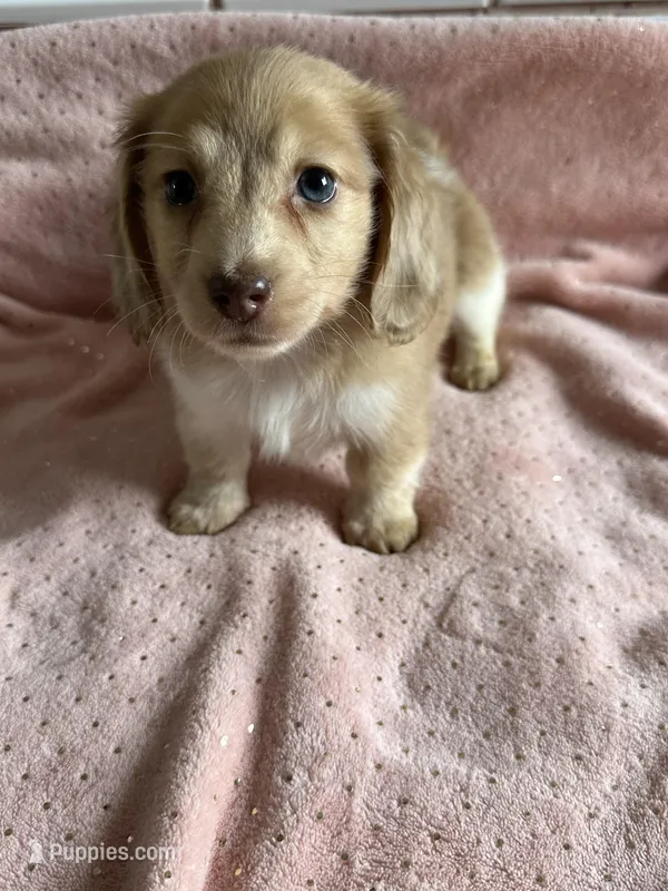 Sadie  – Miniature Dachshund puppy for sale in Rogers City, MI